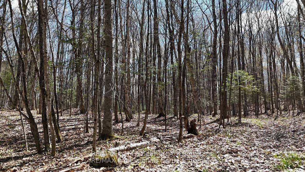 Photo 8 of Osprey Road, Minden Hills, Minden — HOMEH
