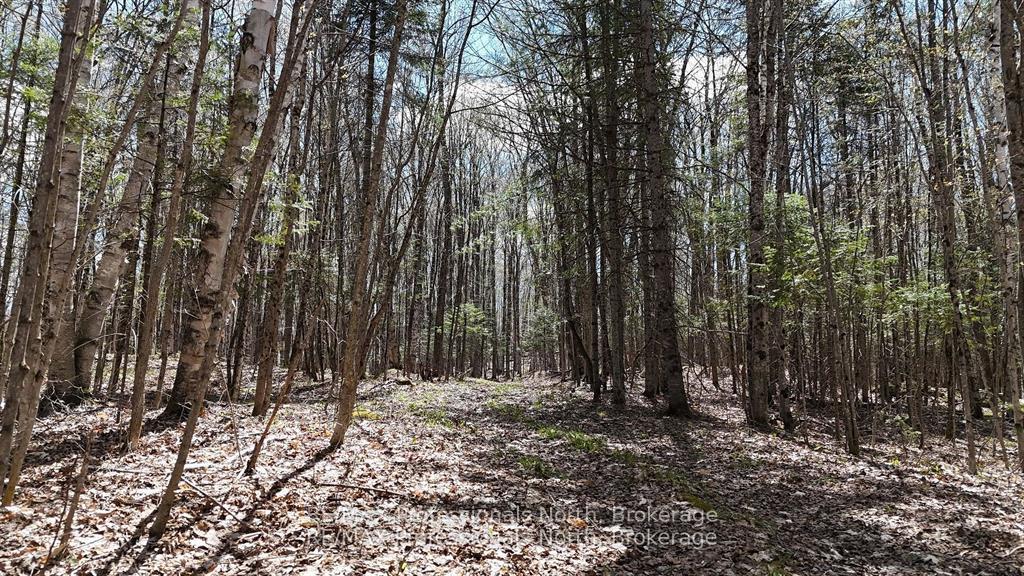 Photo 15 of Osprey Road, Minden Hills, Minden — HOMEH