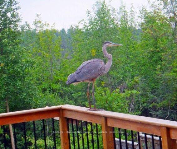 Photo 40 of 21 Trimble Crescent, Guelph, Grange Road — HOMEH