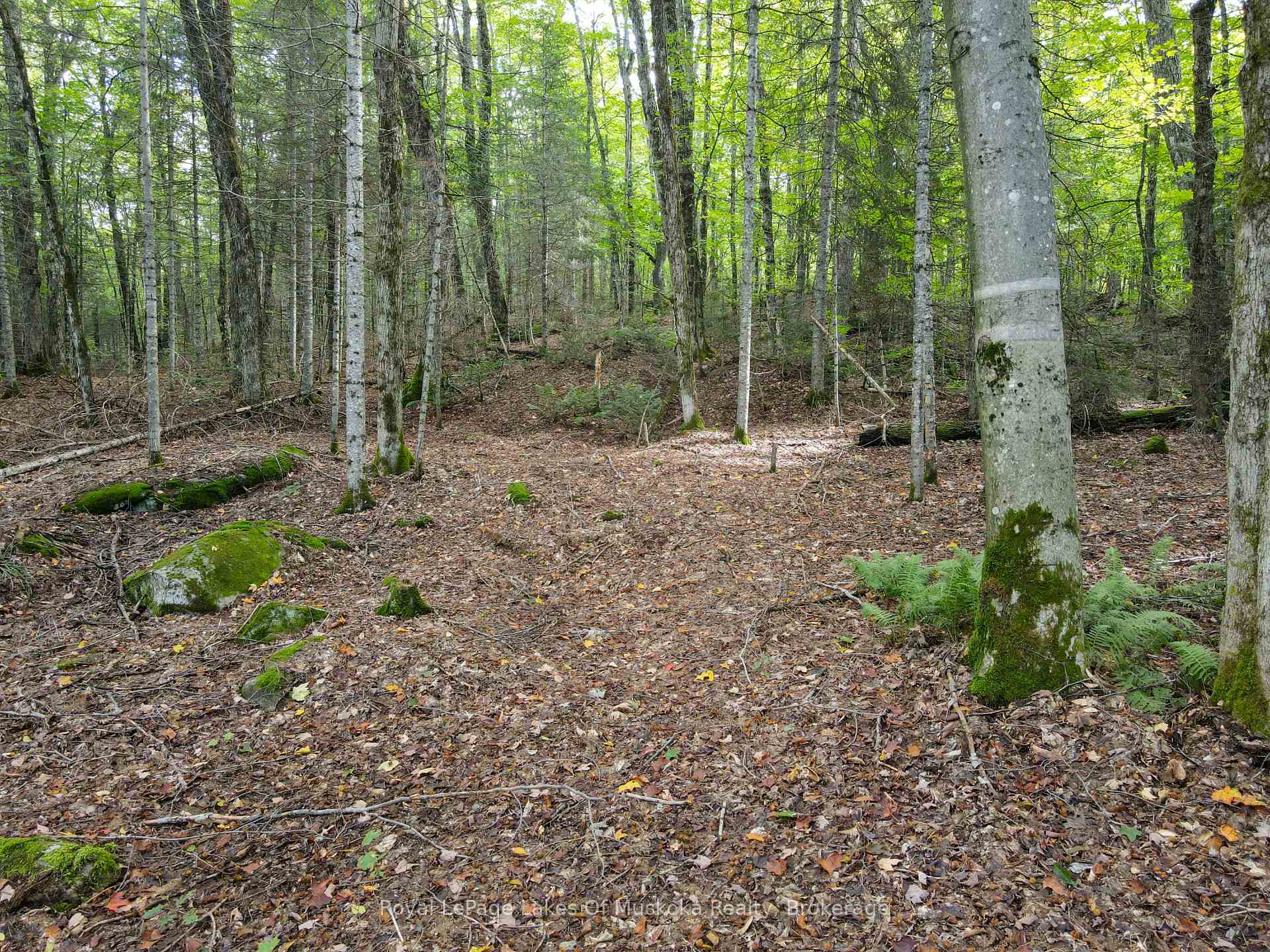 Photo 17 of Boundary Road, Parry Sound Remote Area, Lount — HOMEH