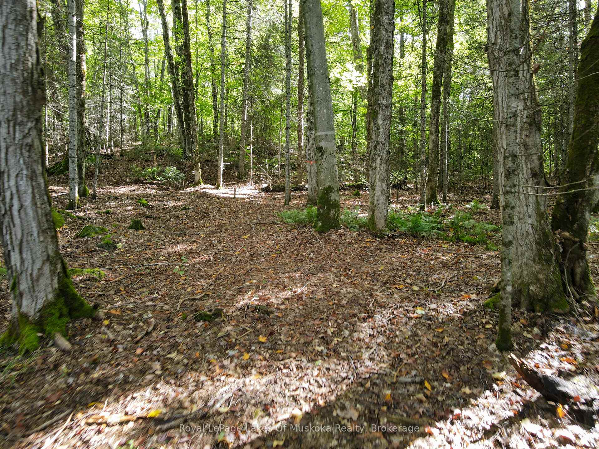 Photo 20 of Boundary Road, Parry Sound Remote Area, Lount — HOMEH
