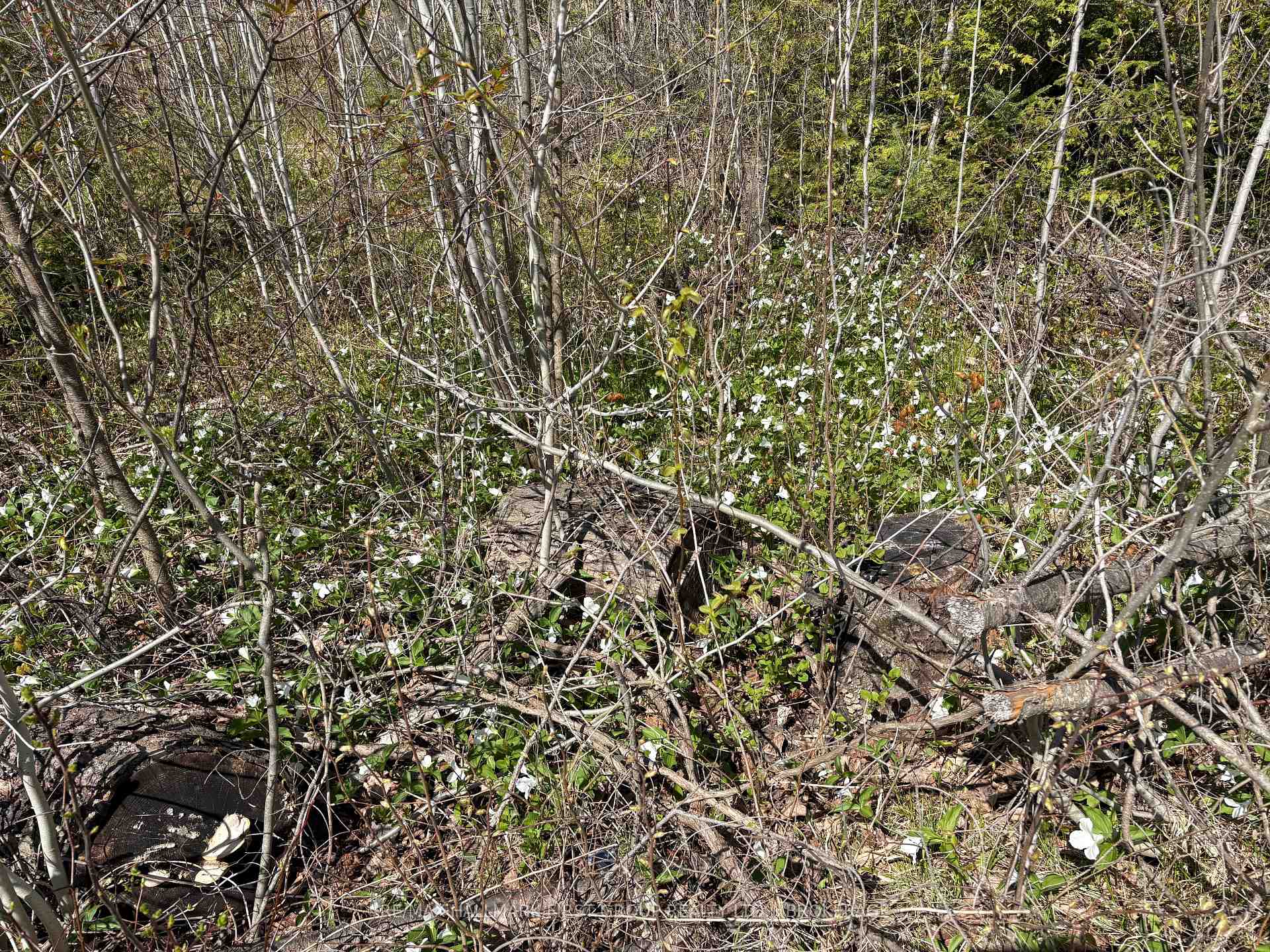 Photo 14 of Lot 0 County Road 38, Frontenac, Frontenac Centre — HOMEH