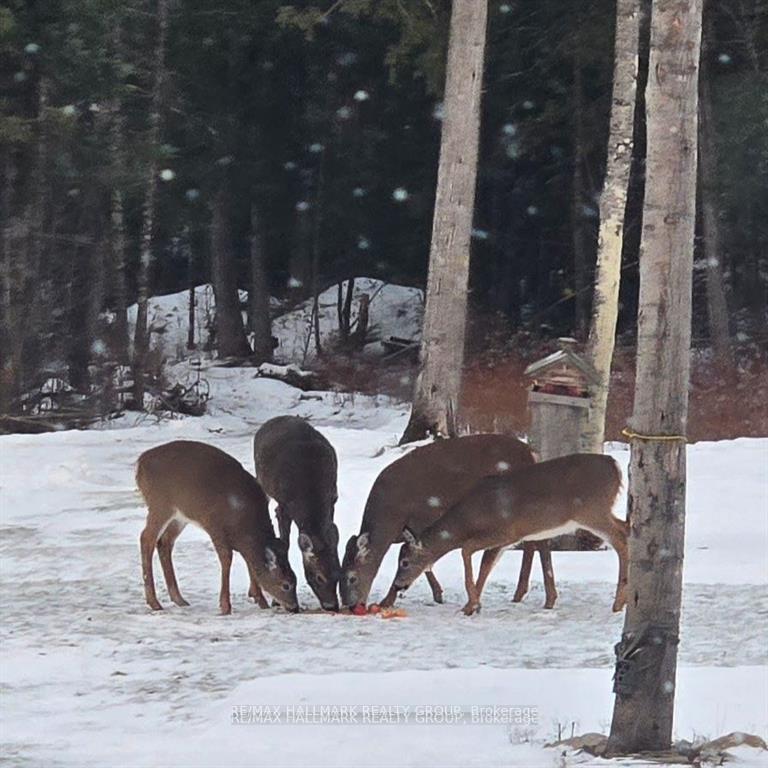 Photo 13 of 466 Stewartville Road, McNab/Braeside, Mcnab/Braeside Twps — HOMEH