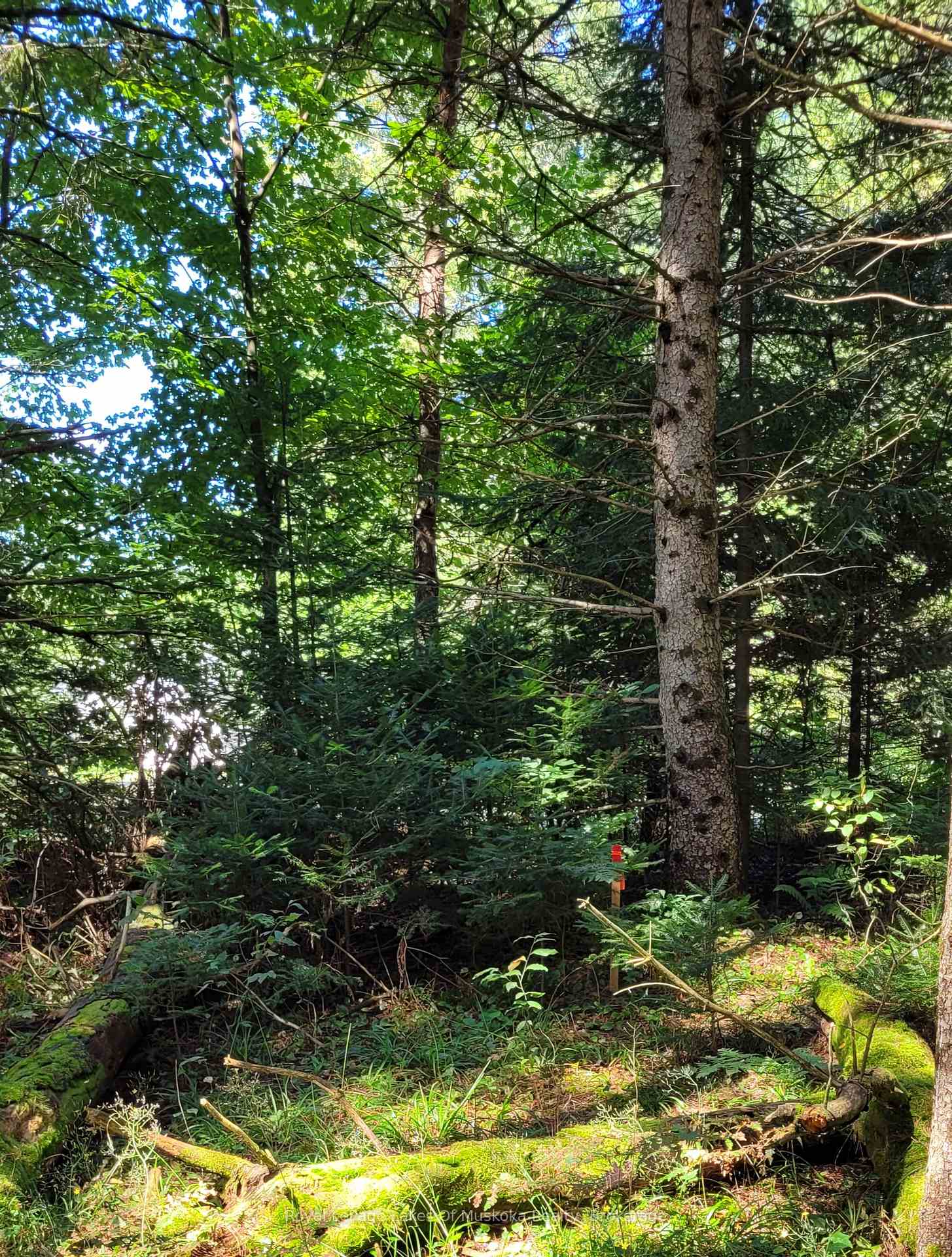 Photo 5 of 1059 Ablett Court, Algonquin Highlands, Stanhope — HOMEH