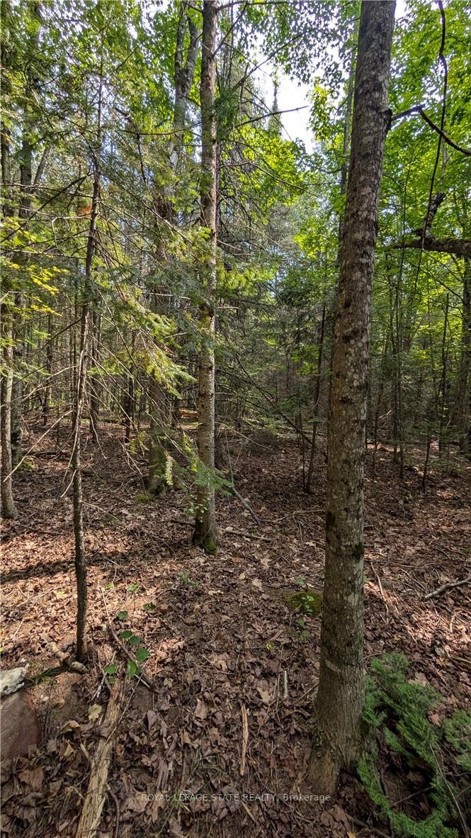 Photo 5 of Lot 1 ON-17 / Trans Canada Highway, Plummer Additional — HOMEH