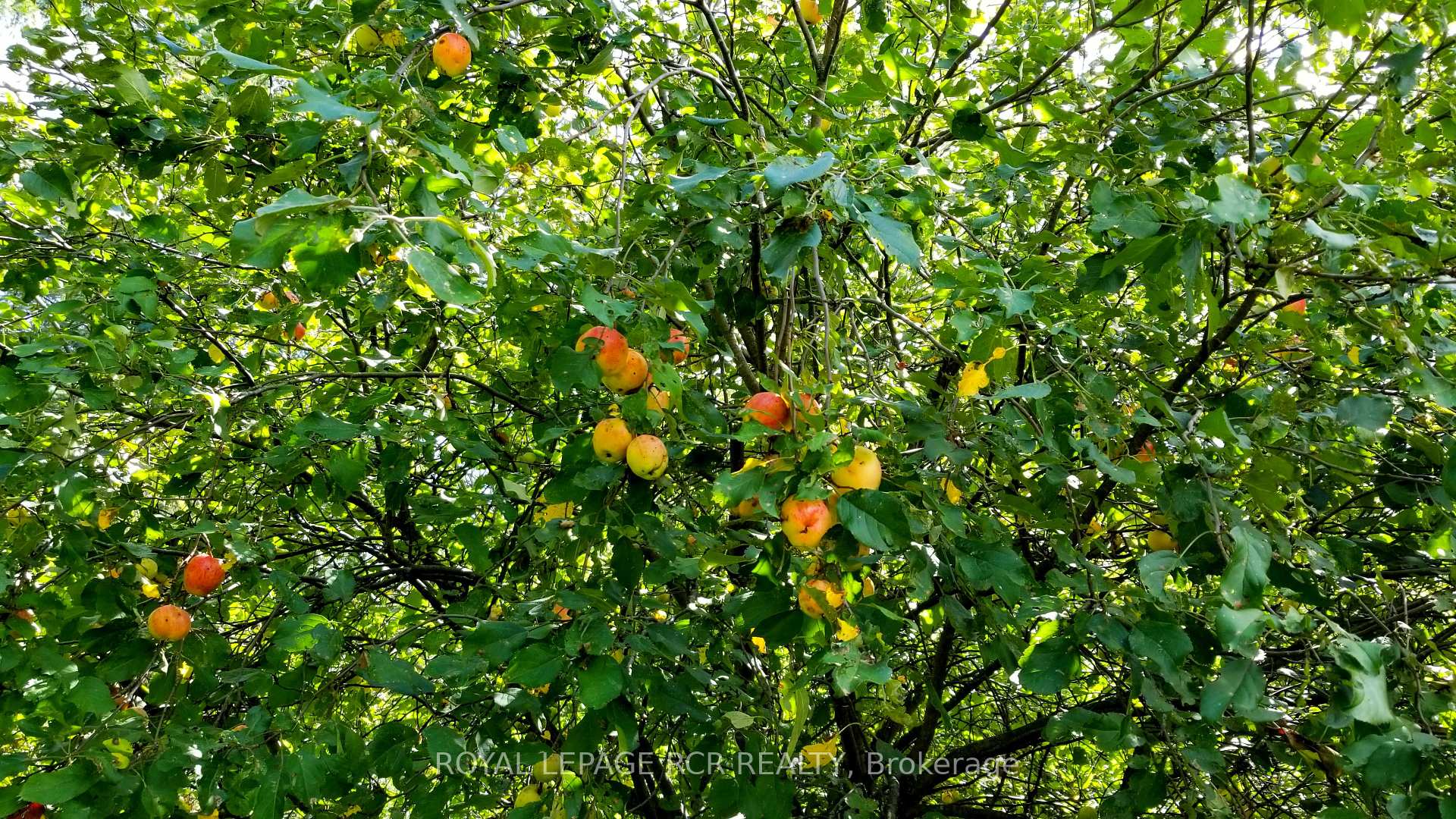 Photo 5 of Lot 31 9 County Road, Melancthon, Rural Melancthon — HOMEH