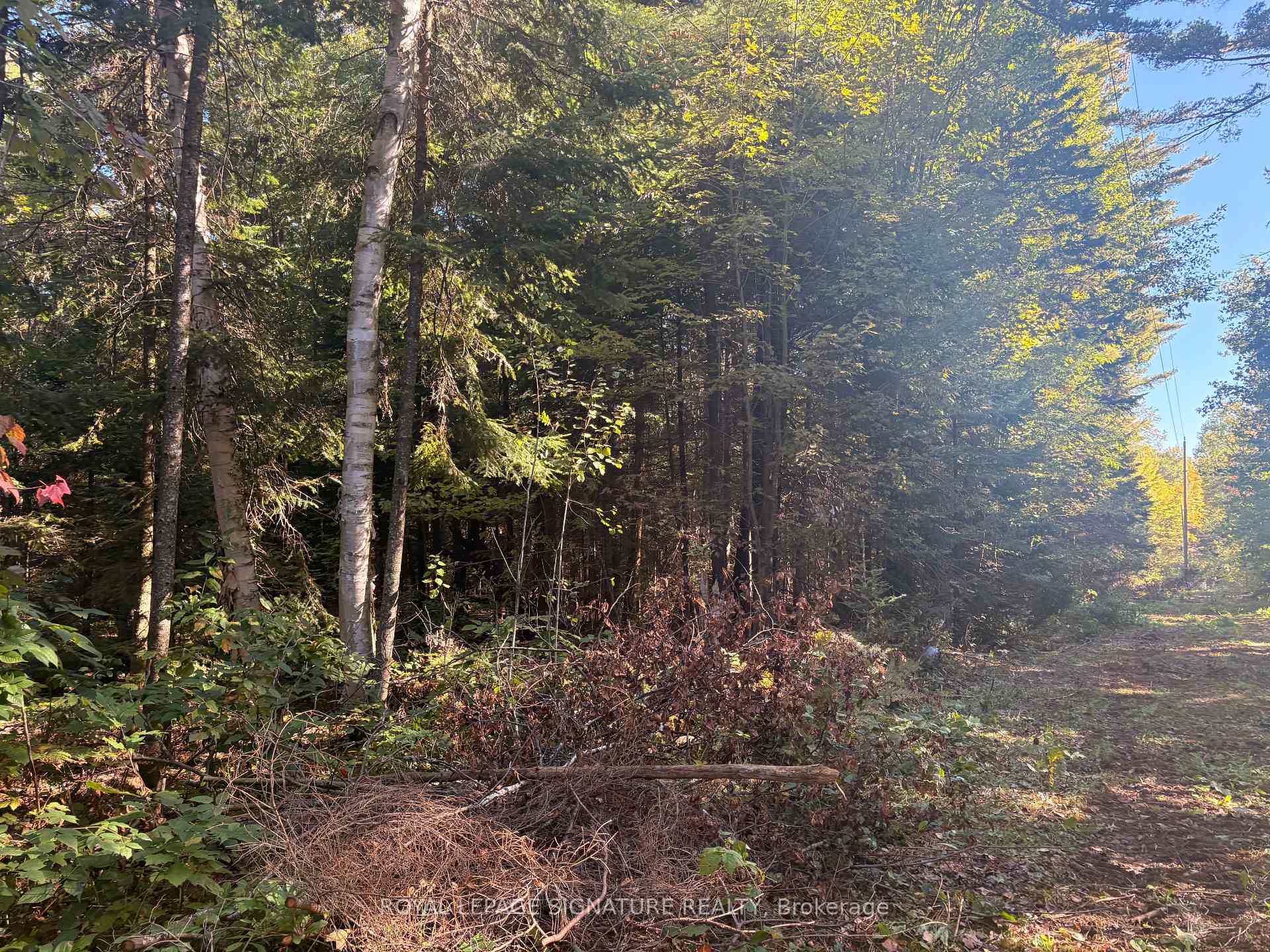 Photo of 63 Bunny Trail