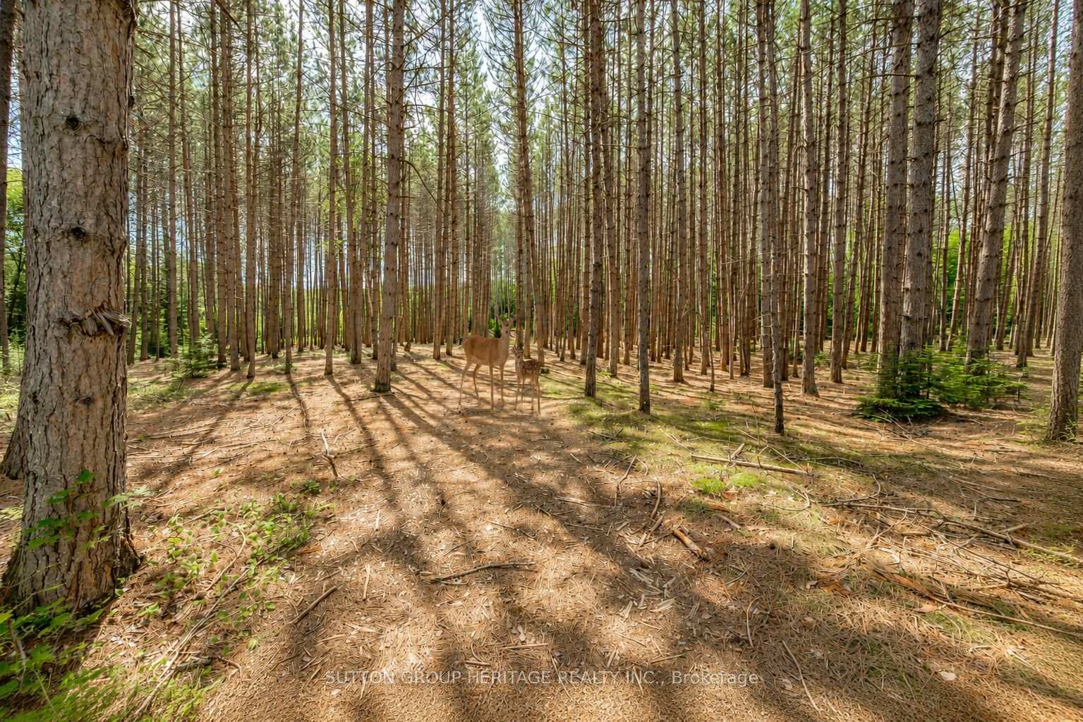 Photo 29 of 1241 One Mile Drive, Minden Hills, Minden — HOMEH