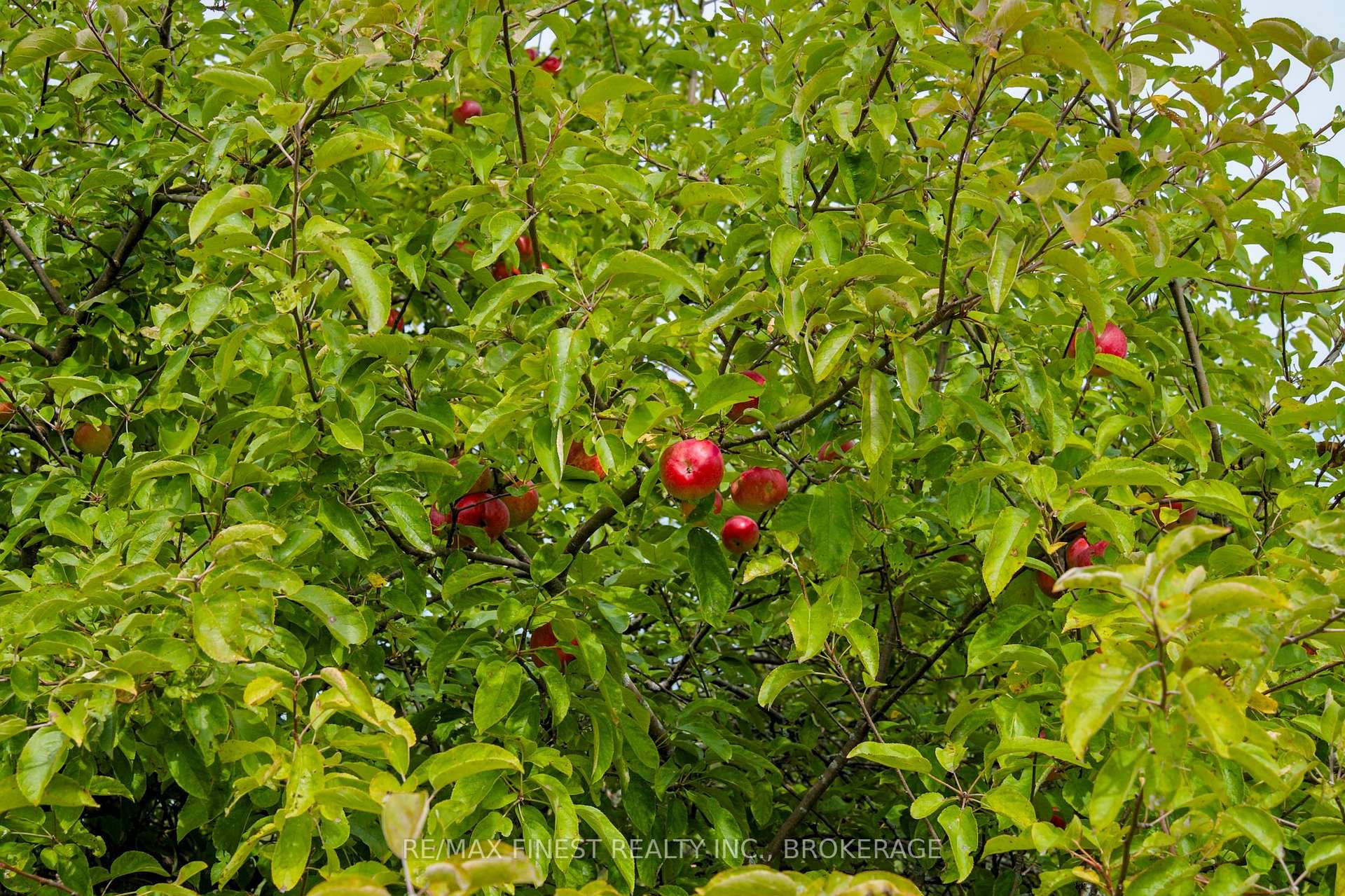 Photo 34 of 1600 Front Road, Loyalist, Amherst Island — HOMEH