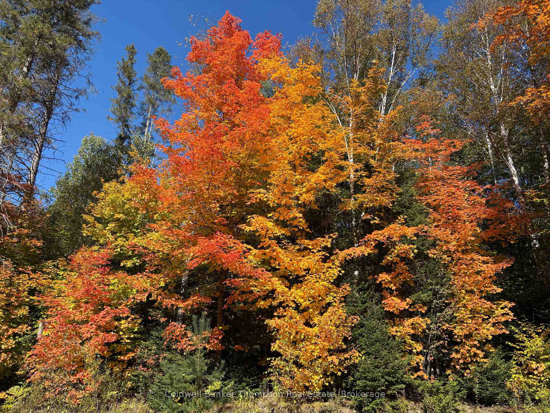 Photo 24 of 2519 South Horn Lake Road, Magnetawan — HOMEH