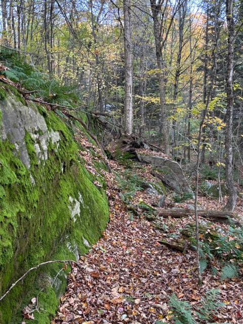 Photo 25 of 1231 Big Hawk Lake Road, Algonquin Highlands, Stanhope — HOMEH