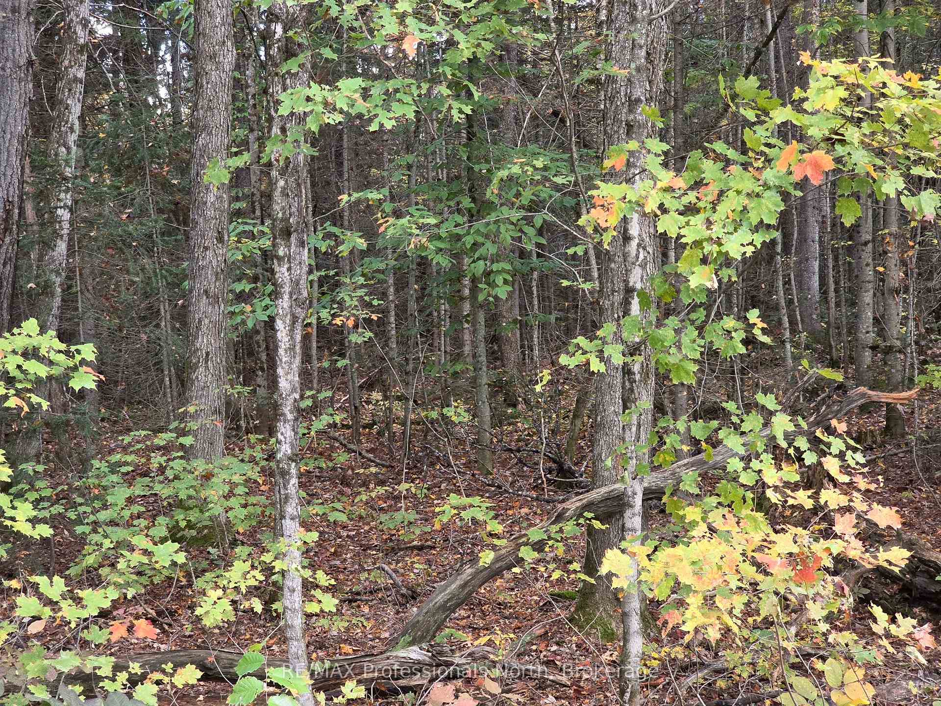 Photo 9 of 3907 Stisted Road, McMurrich/Monteith, McMurrich — HOMEH