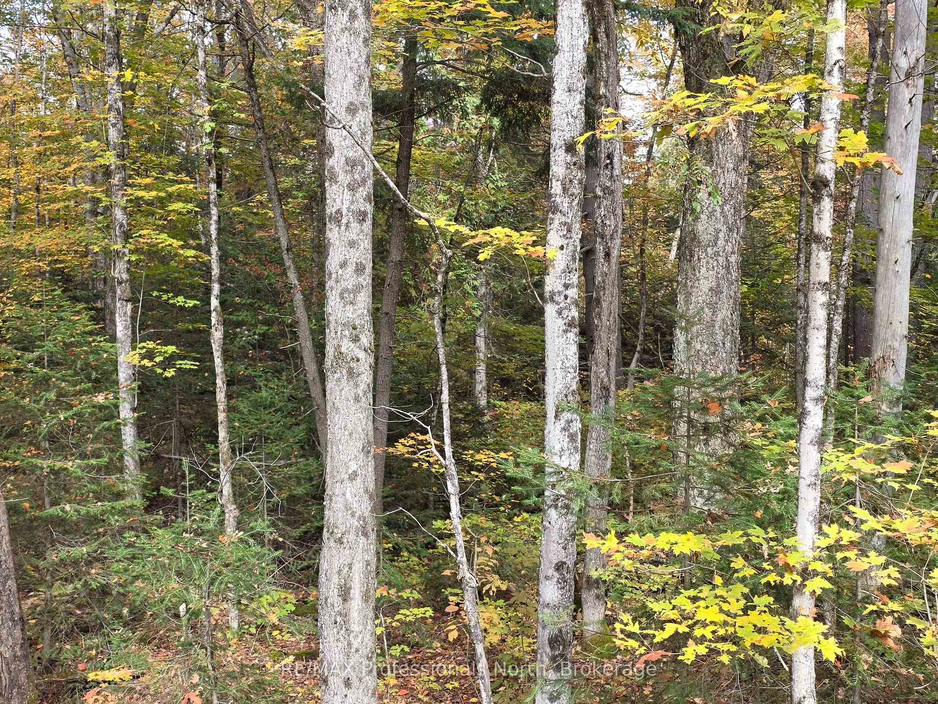 Photo 12 of 3907 Stisted Road, McMurrich/Monteith, McMurrich — HOMEH
