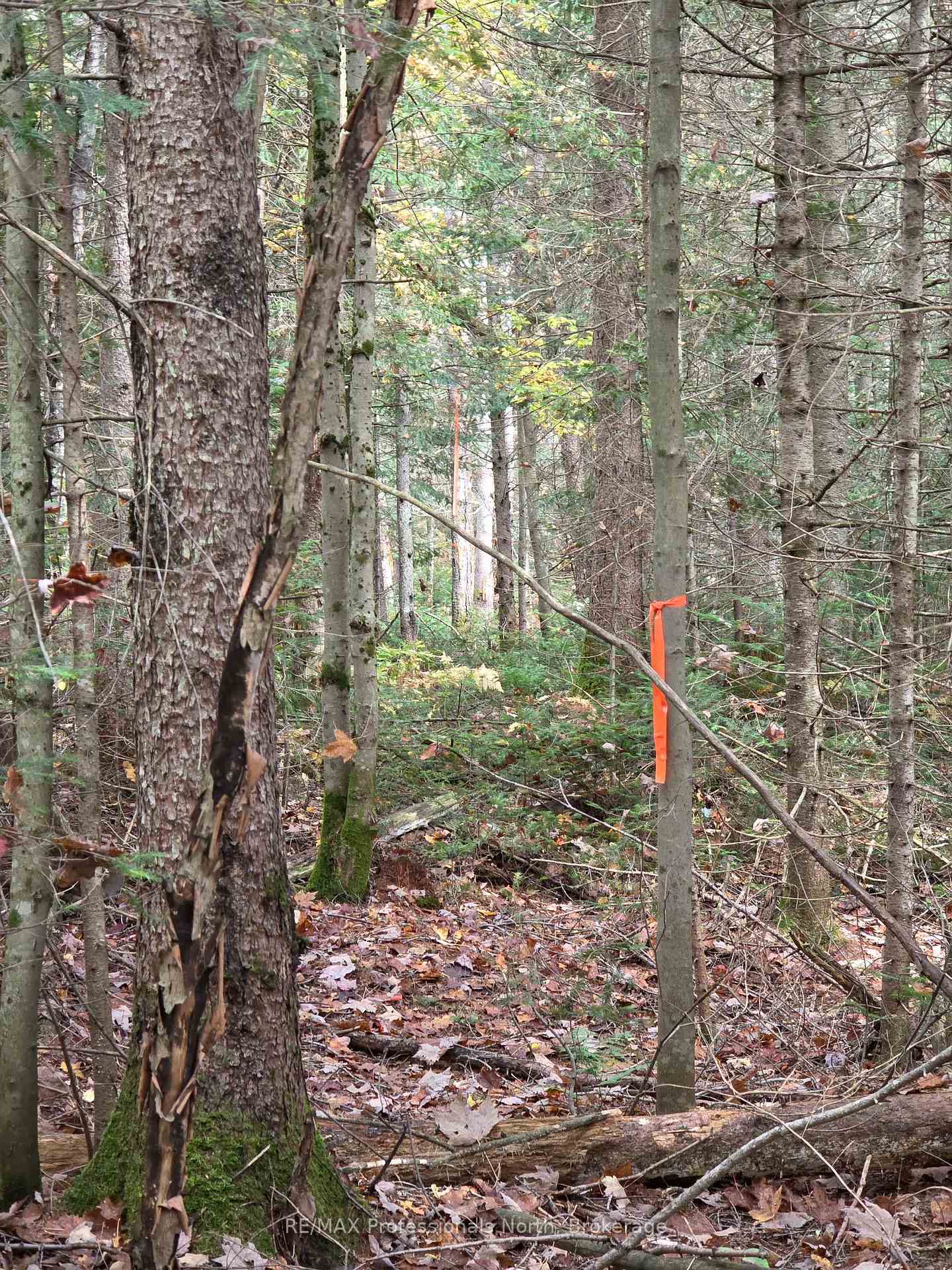 Photo 22 of 3907 Stisted Road, McMurrich/Monteith, McMurrich — HOMEH