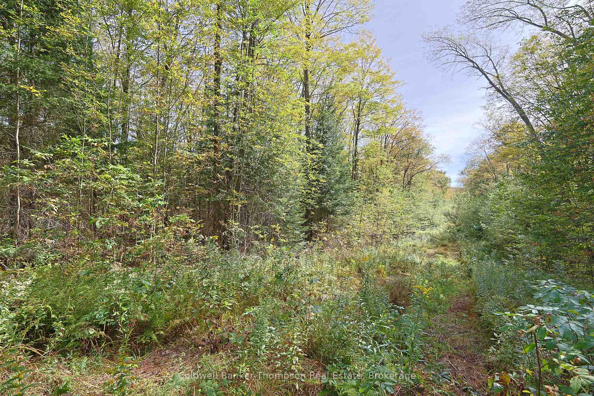 Photo of Lot 61 Off of Echo Ridge Road