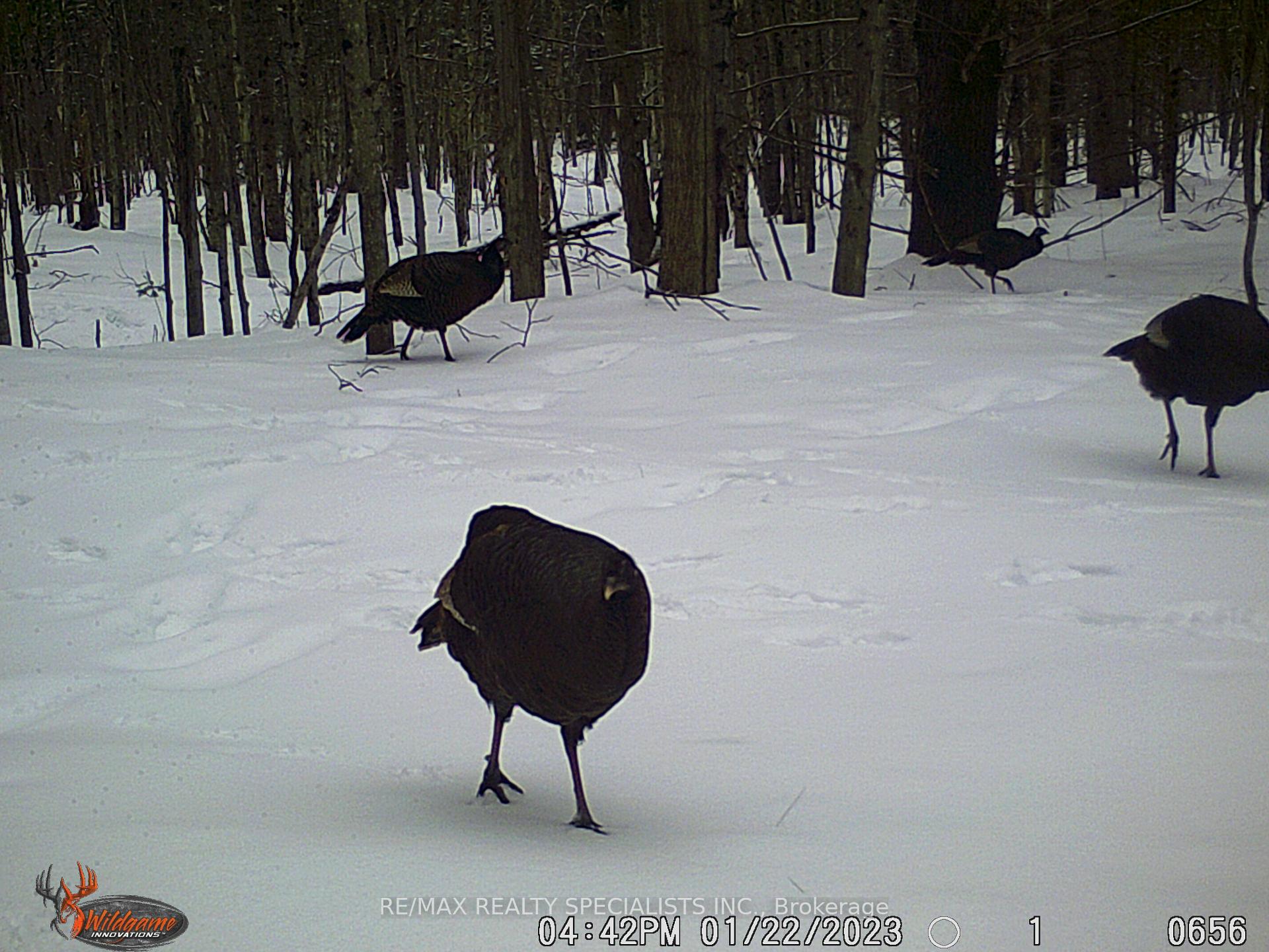 Photo 33 of 3878 Cambrian Road, Severn, Washago — HOMEH