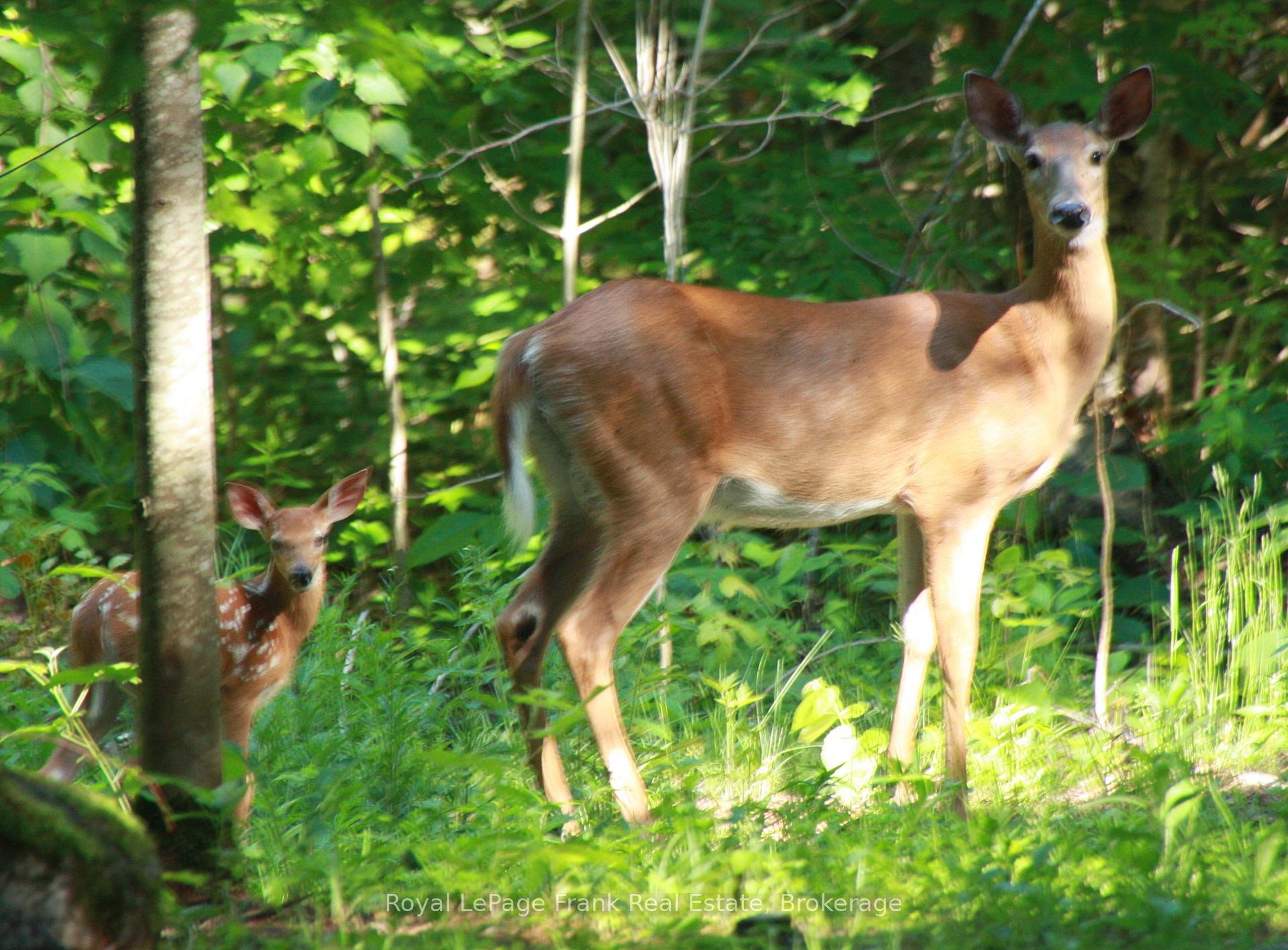 Photo 49 of 3719 County Rd 507, Trent Lakes — HOMEH