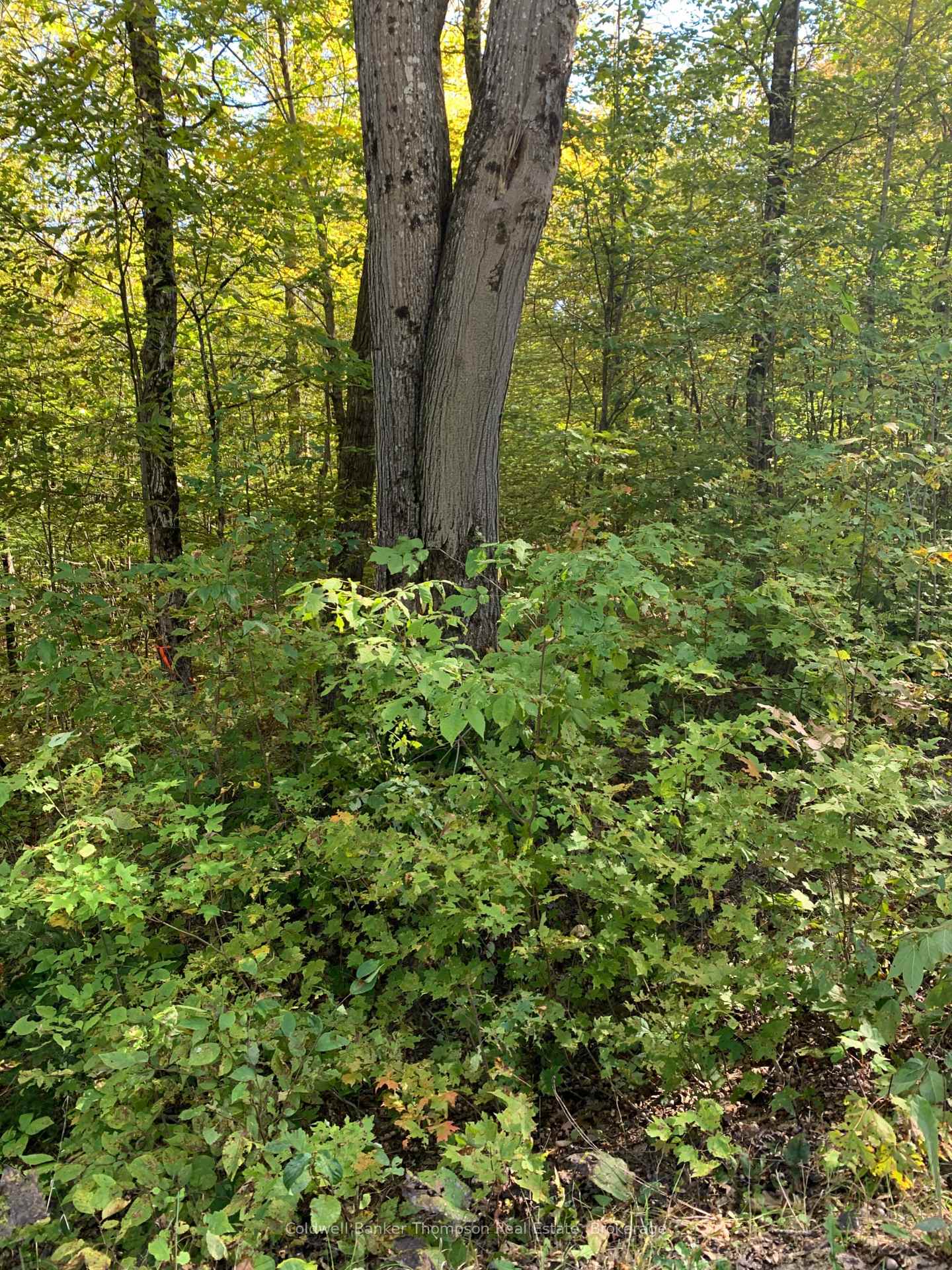 Photo 3 of Ahmic Lake Road, Magnetawan — HOMEH