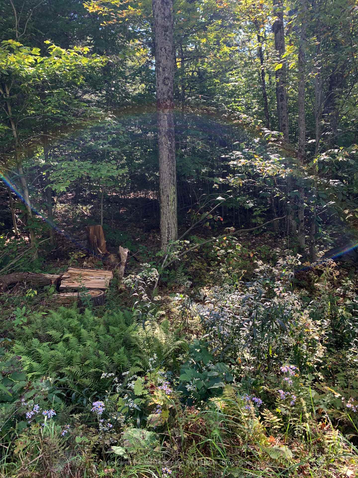 Photo of 00 ahmic lake Road