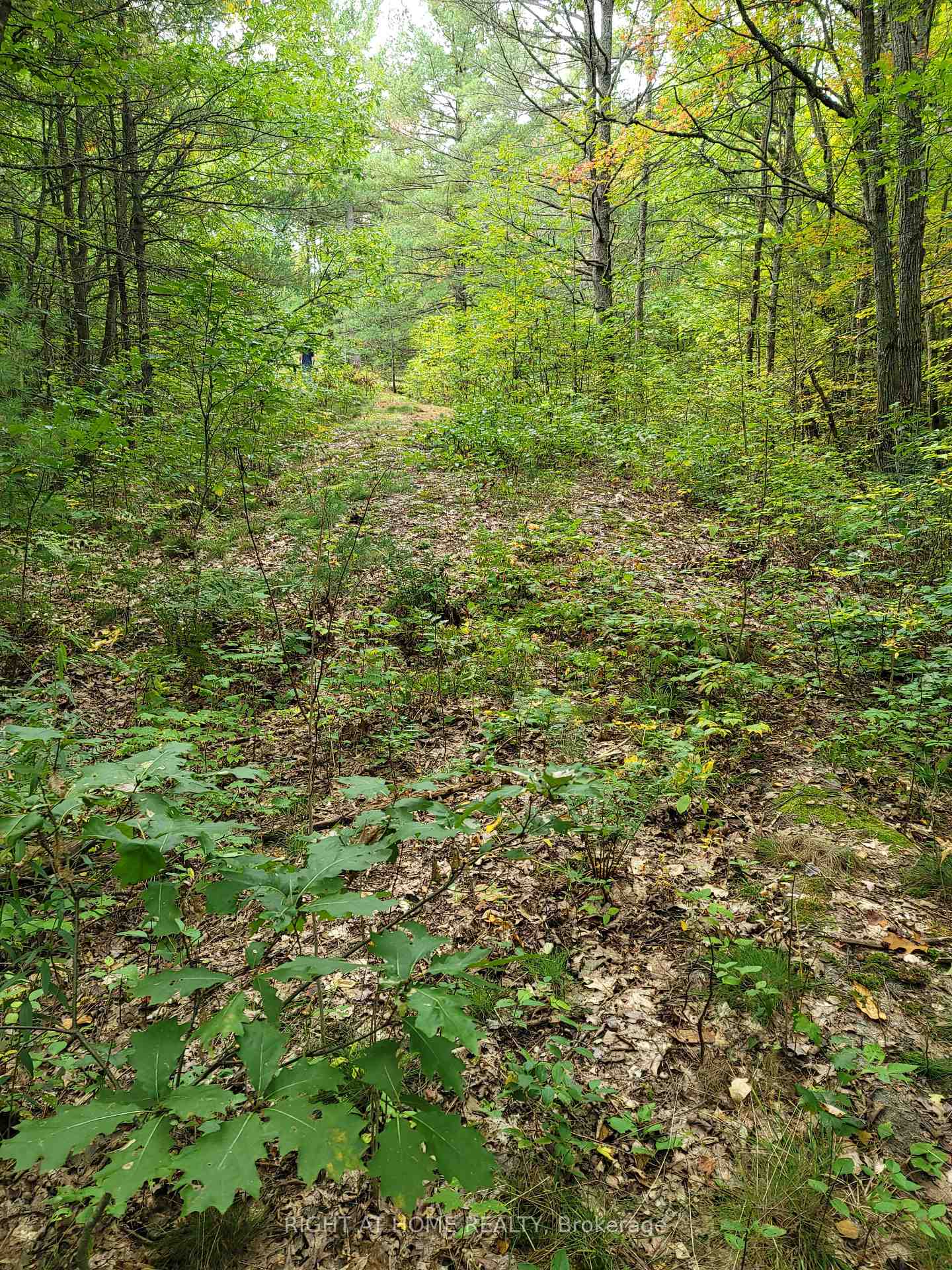 Photo 6 of LT 17 Laidlaw Avenue, Gravenhurst, Muskoka (S) — HOMEH
