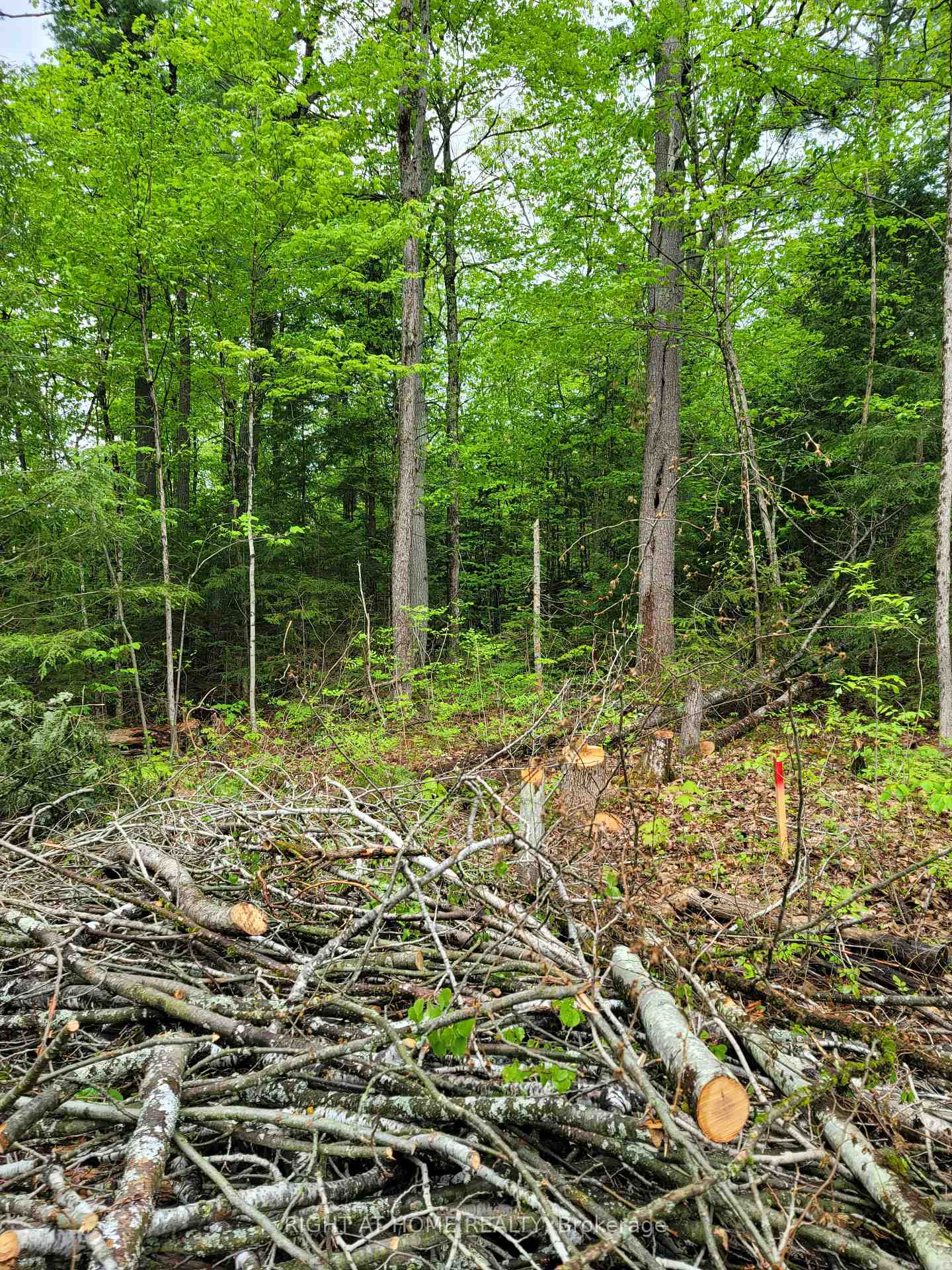 Photo 13 of LT 17 Laidlaw Avenue, Gravenhurst, Muskoka (S) — HOMEH