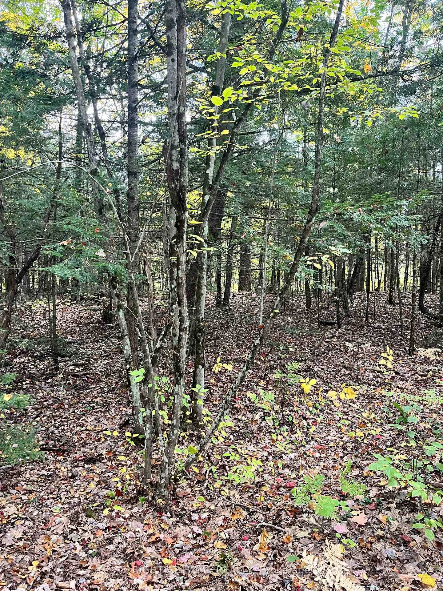 Photo 19 of LT 17 Laidlaw Avenue, Gravenhurst, Muskoka (S) — HOMEH