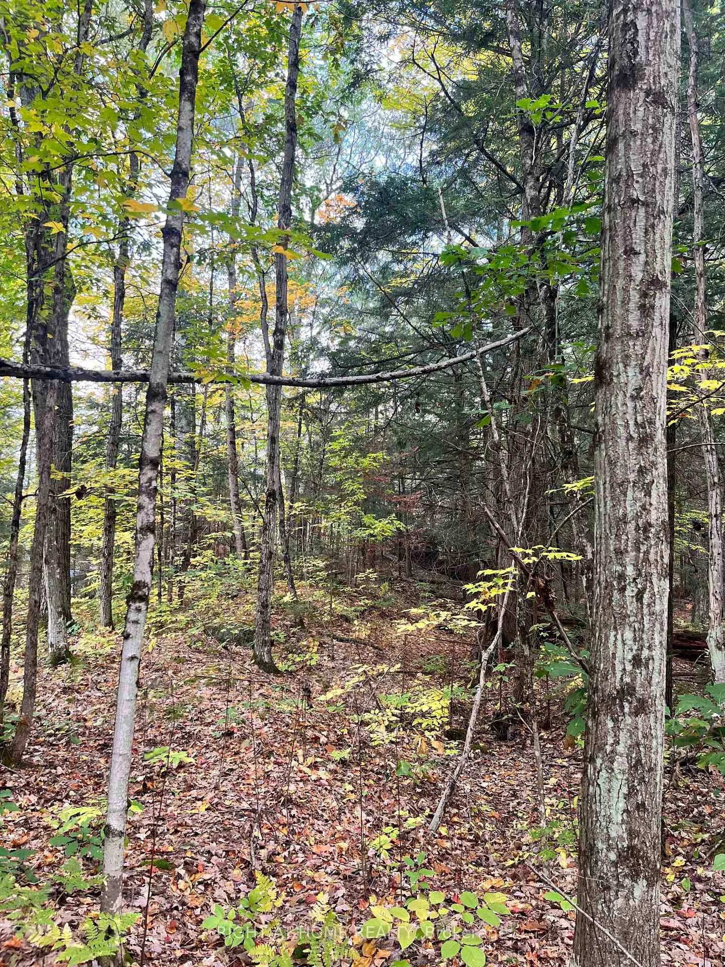 Photo 21 of LT 17 Laidlaw Avenue, Gravenhurst, Muskoka (S) — HOMEH