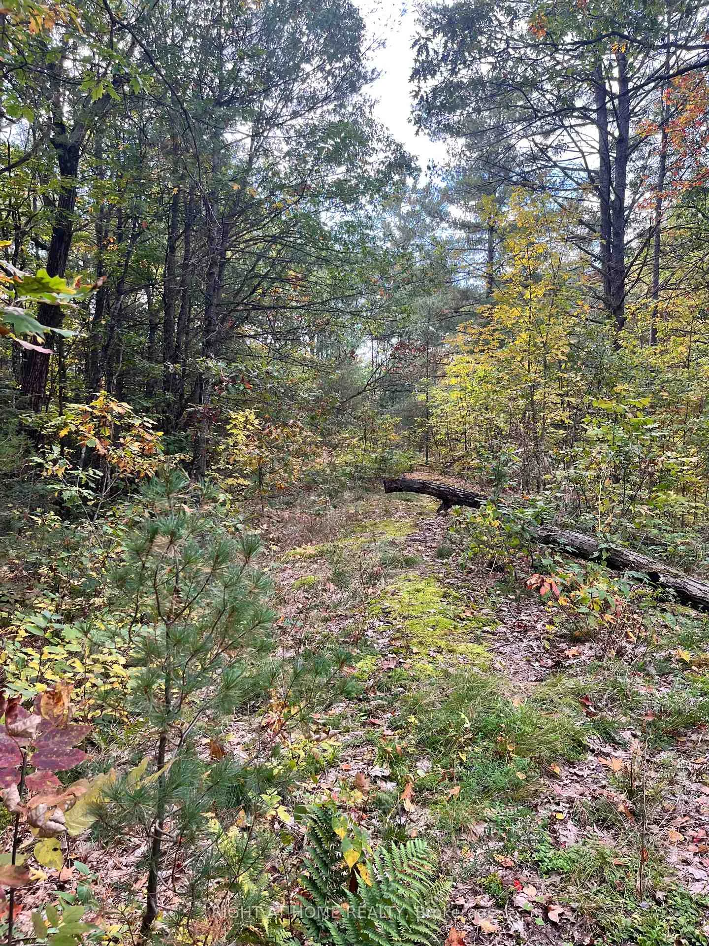 Photo 23 of LT 17 Laidlaw Avenue, Gravenhurst, Muskoka (S) — HOMEH