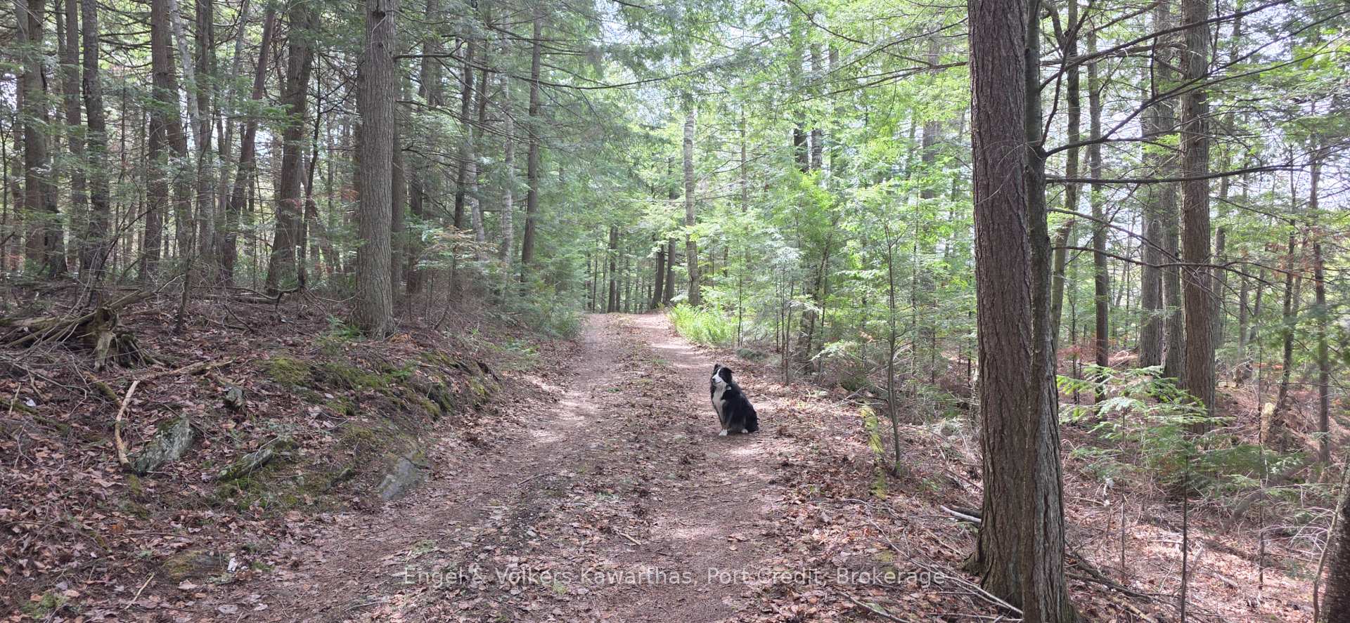 Photo 38 of 1014 Fire Route 74, North Kawartha — HOMEH