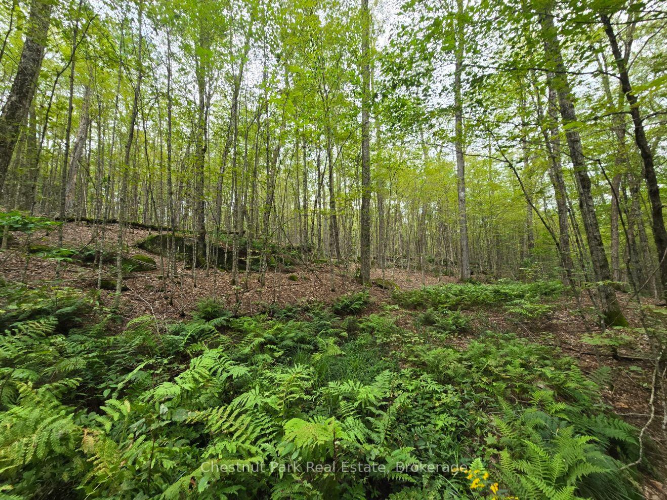 Photo of 00 Old Track Road