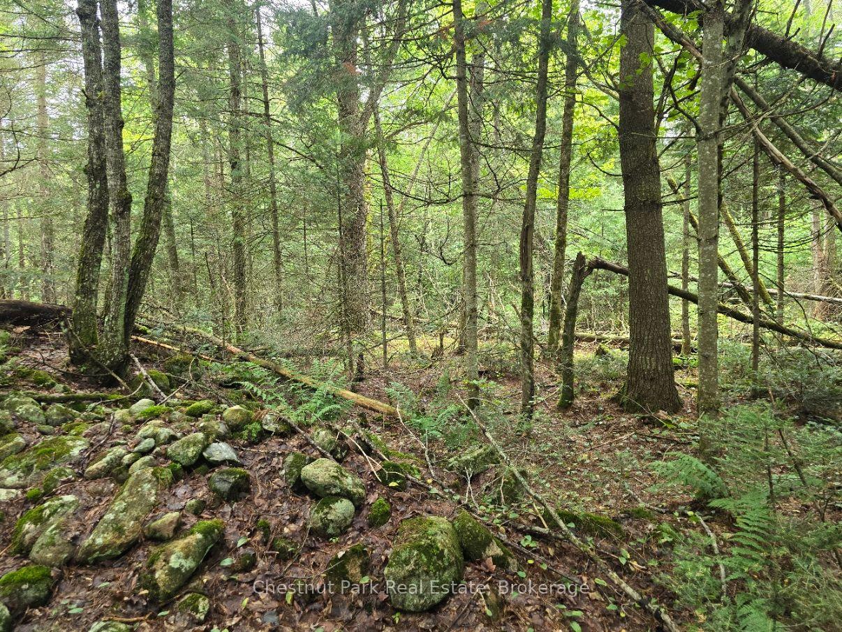 Photo 10 of 00 Old Track Road, Perry — HOMEH