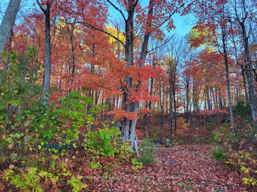 Photo 12 of 9842 Highway 35, Minden Hills, Lutterworth — HOMEH