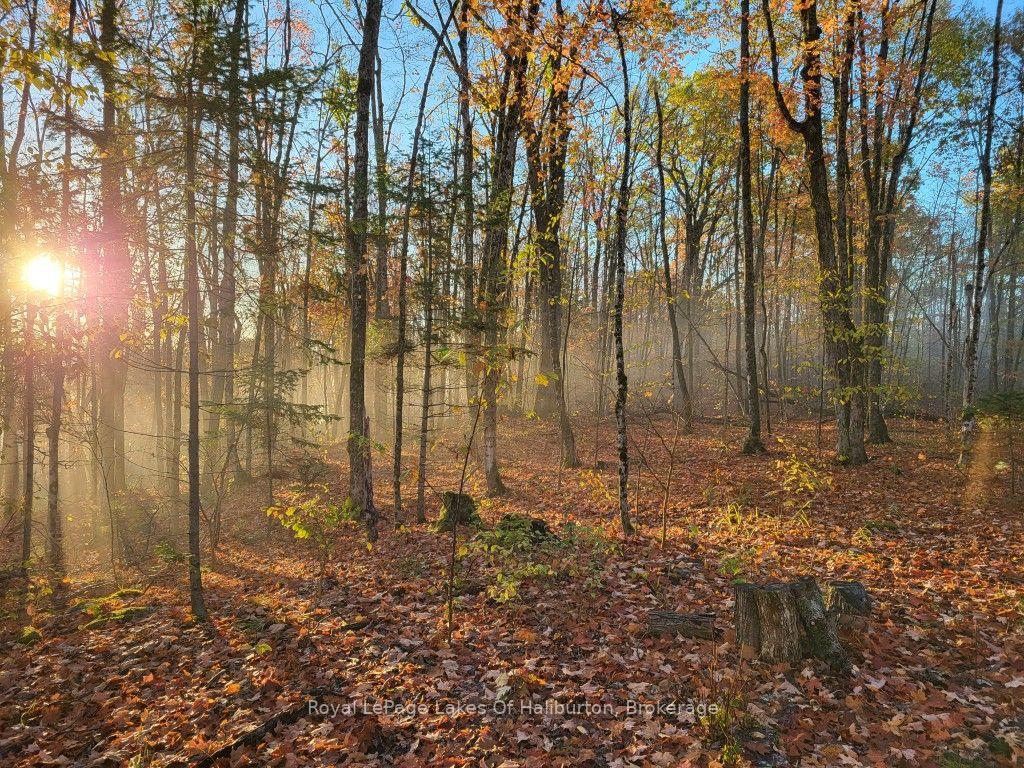 Photo 15 of 9842 Highway 35, Minden Hills, Lutterworth — HOMEH