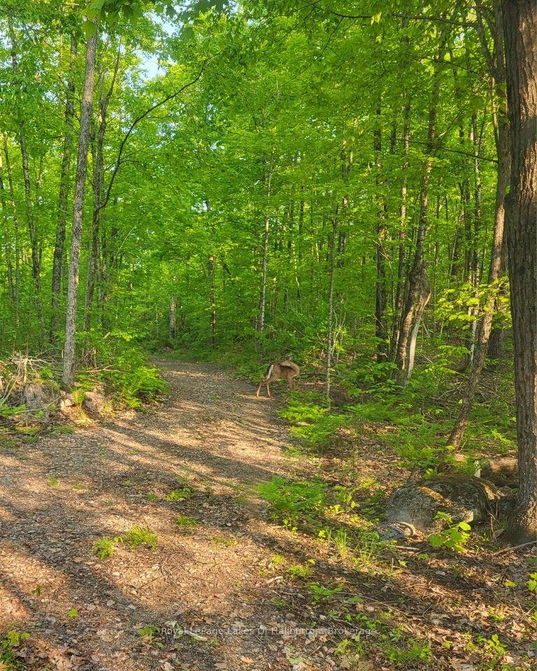 Photo 23 of 9842 Highway 35, Minden Hills, Lutterworth — HOMEH