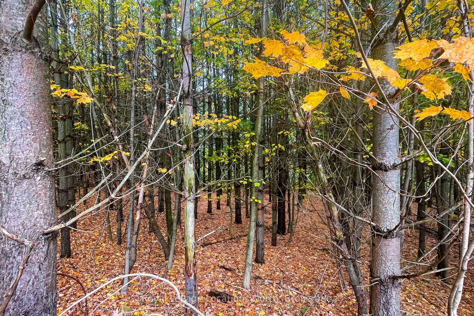 Photo 7 of 57810 12th Line, Meaford — HOMEH
