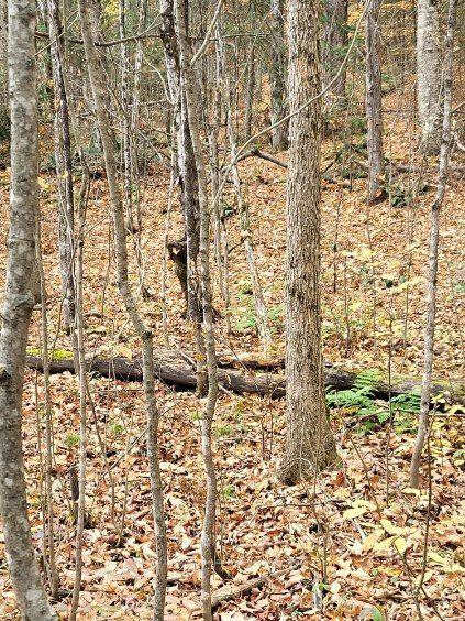 Photo 22 of Haines Lake Road, McDougall — HOMEH