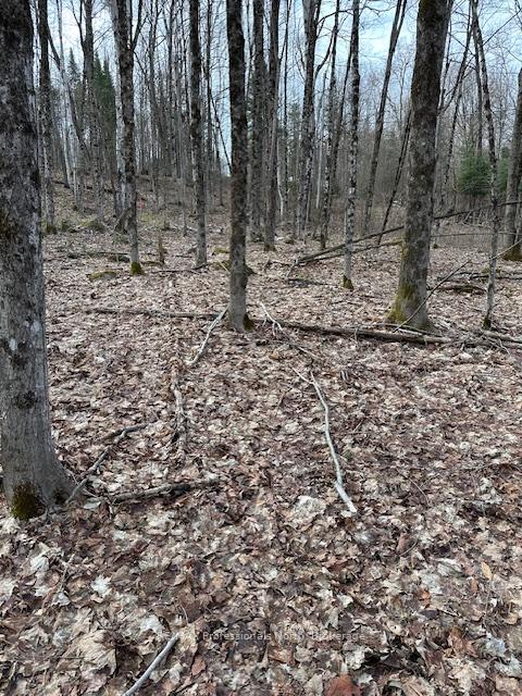 Photo 8 of Providence Drive, Algonquin Highlands, Stanhope — HOMEH