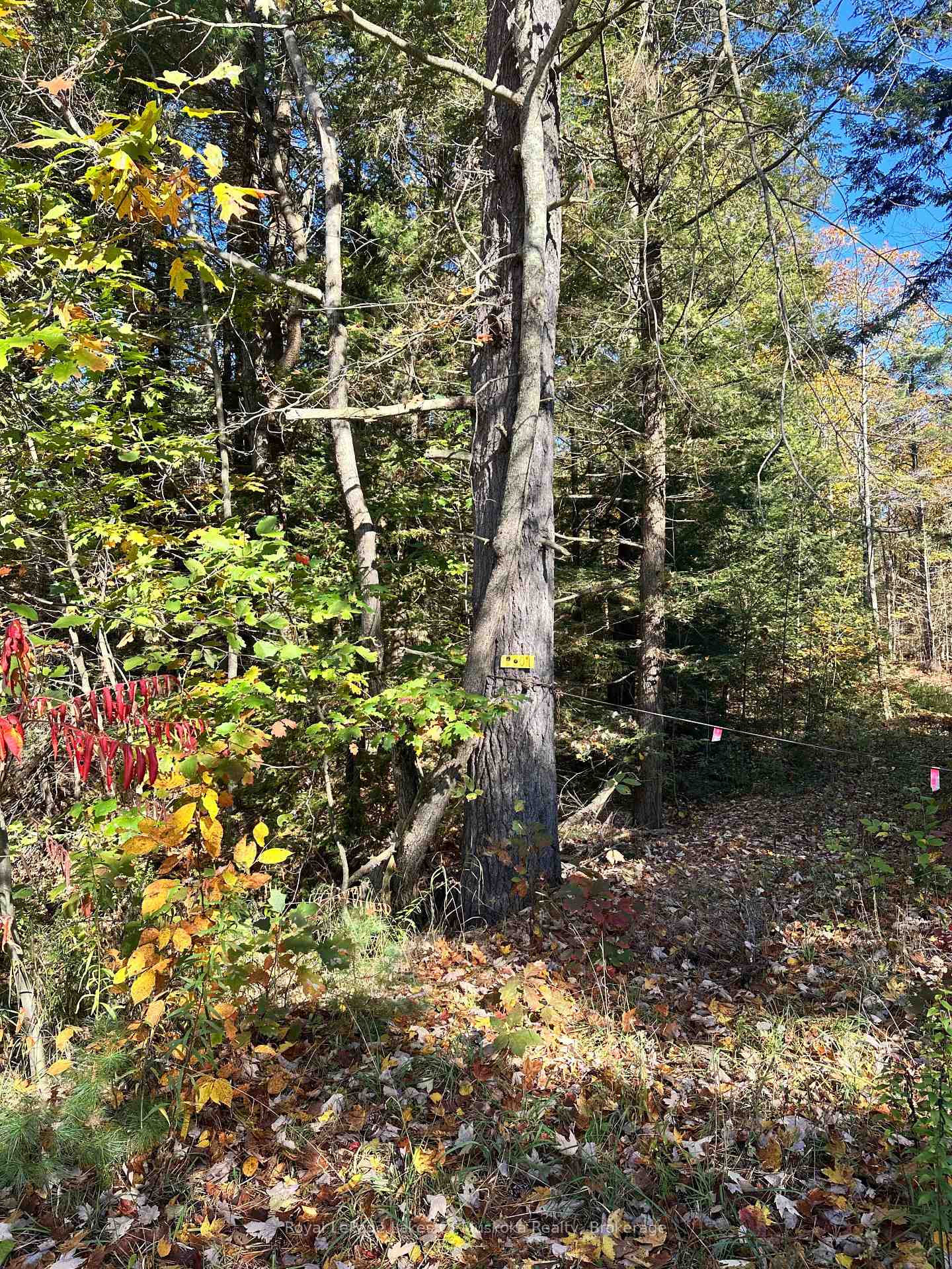 Photo 3 of 1101 Doe Lake Road, Gravenhurst, Muskoka (S) — HOMEH