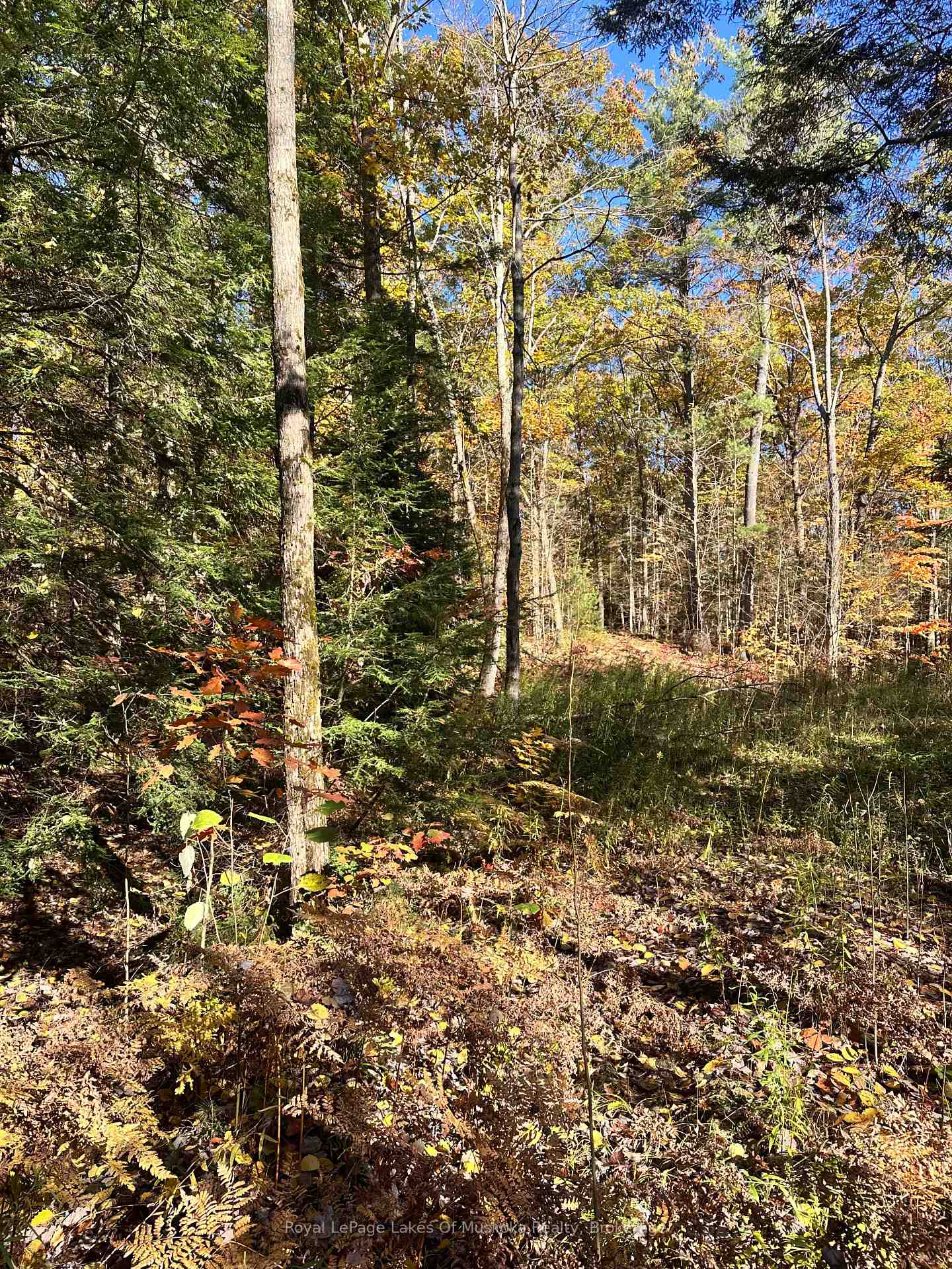 Photo 4 of 1101 Doe Lake Road, Gravenhurst, Muskoka (S) — HOMEH