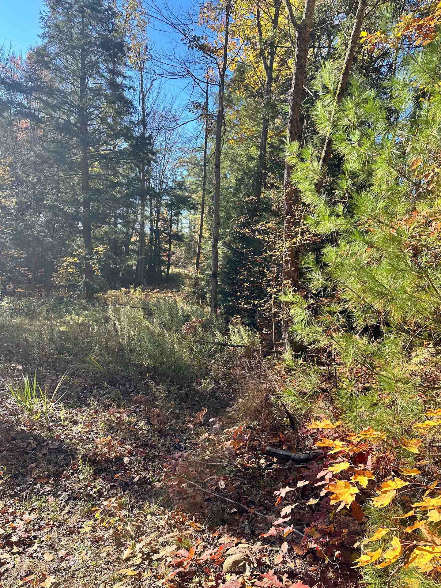 Photo 7 of 1101 Doe Lake Road, Gravenhurst, Muskoka (S) — HOMEH