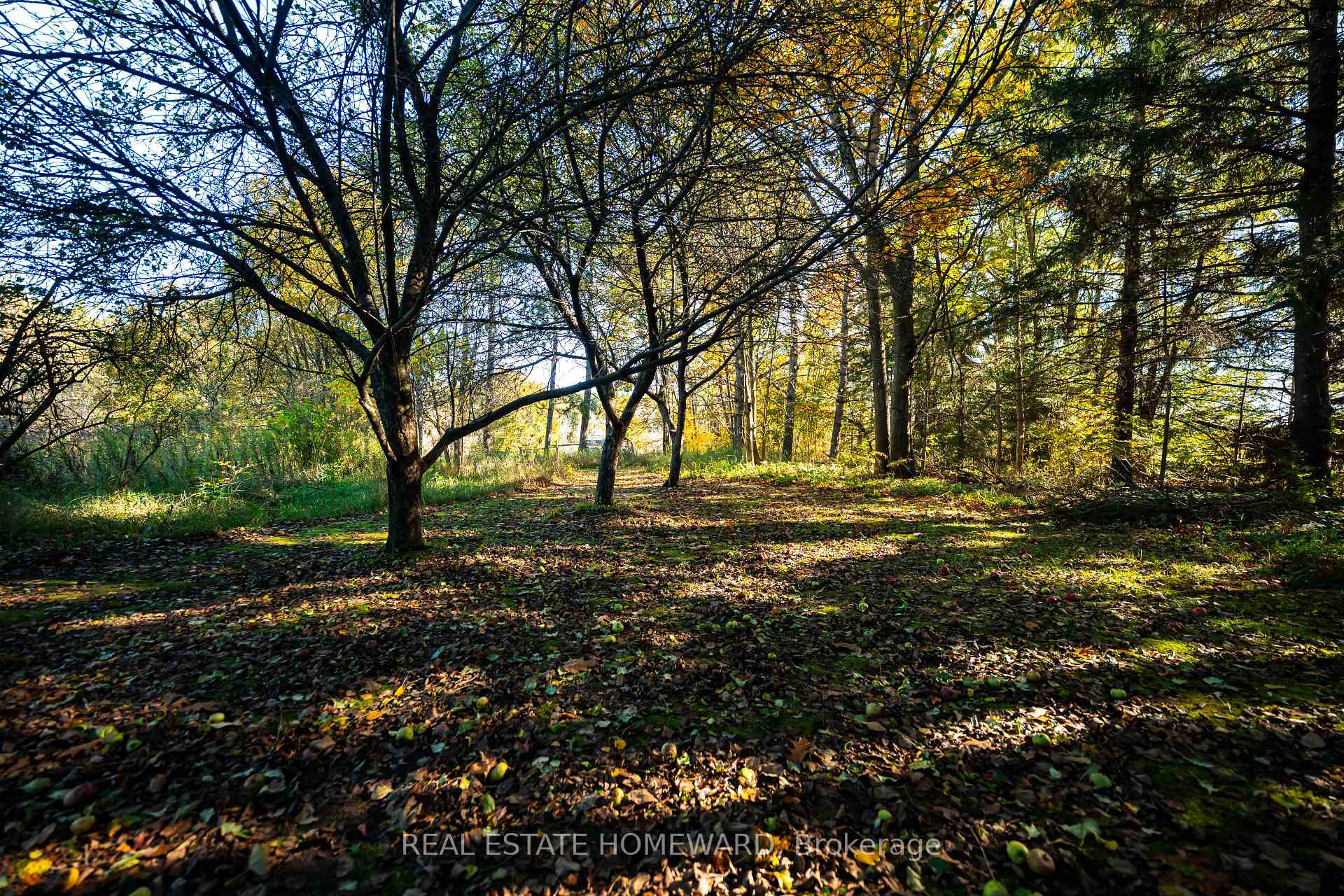 Photo 21 of 595343 Blindline Road, Mono, Rural Mono — HOMEH