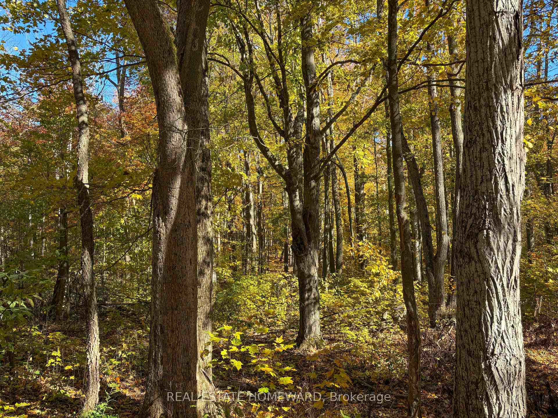 Photo 22 of 595343 Blindline Road, Mono, Rural Mono — HOMEH