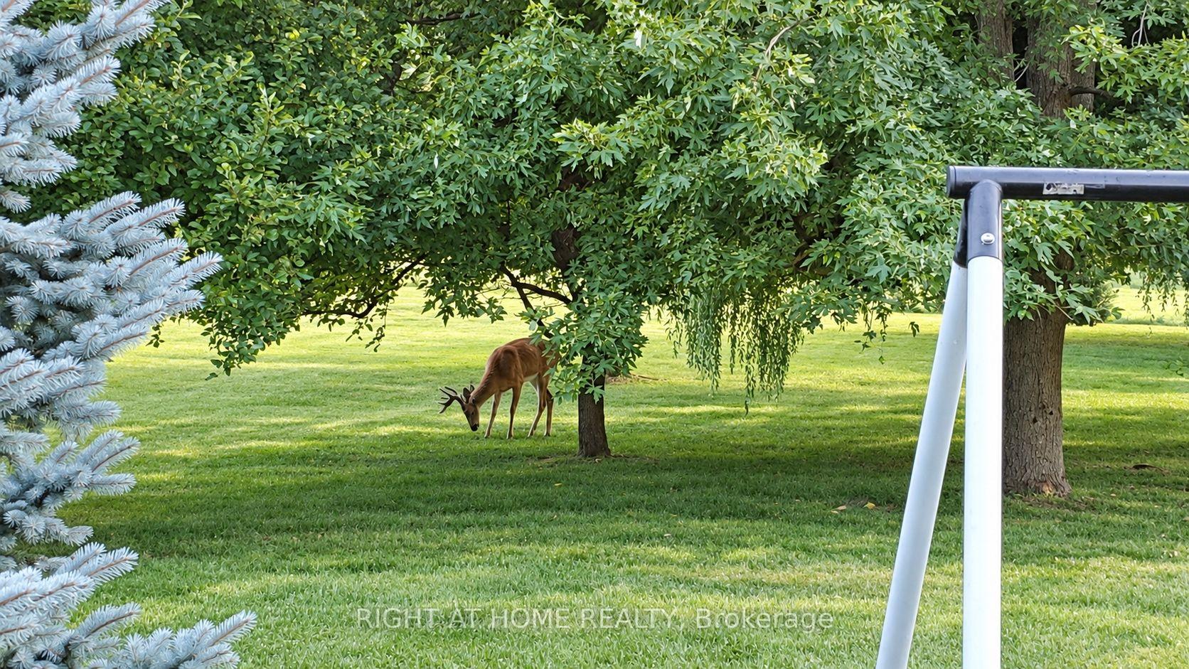 Photo 6 of 3 Cedar Avenue, Hamilton, Greensville — HOMEH