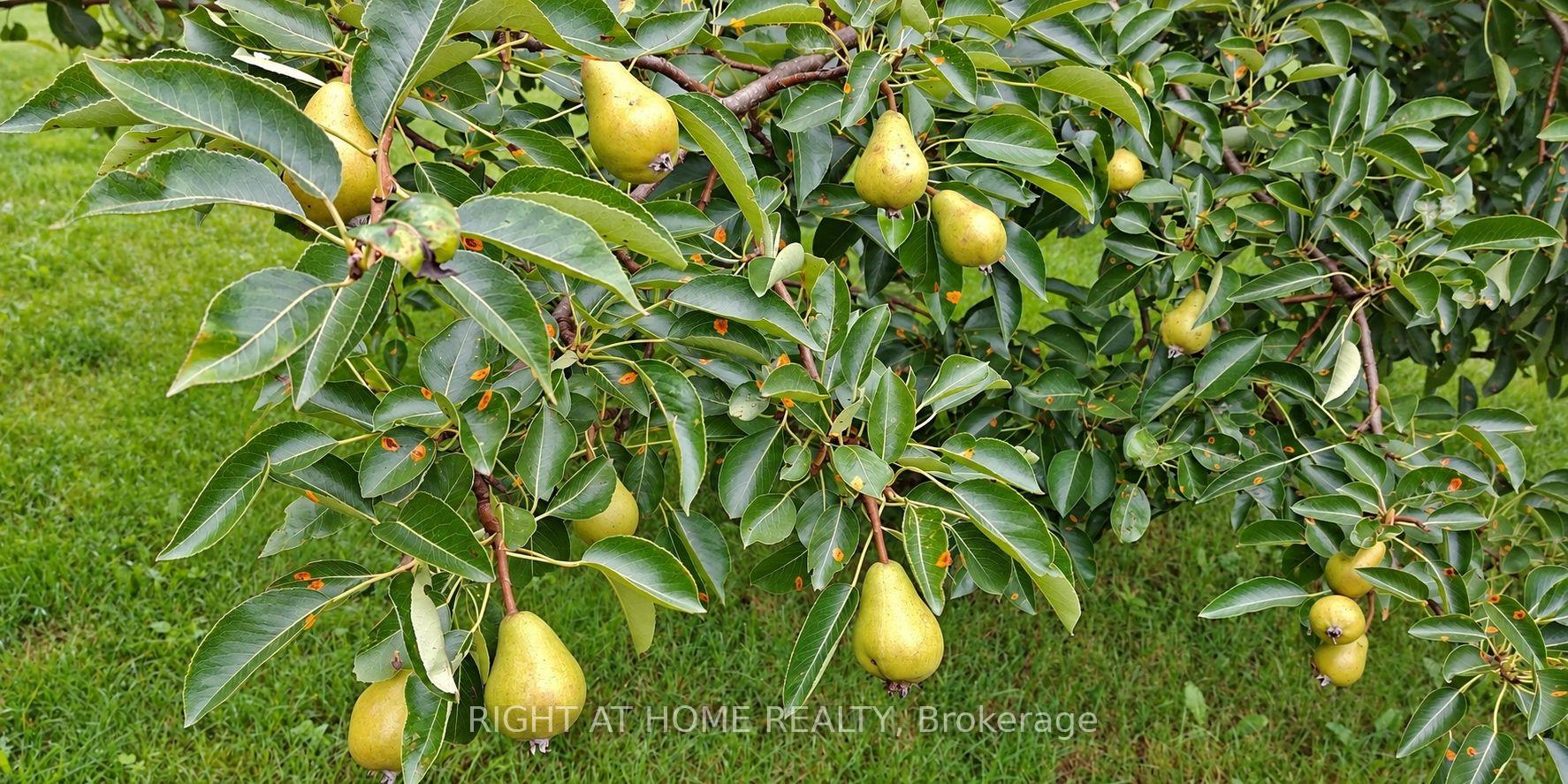 Photo 17 of 3 Cedar Avenue, Hamilton, Greensville — HOMEH