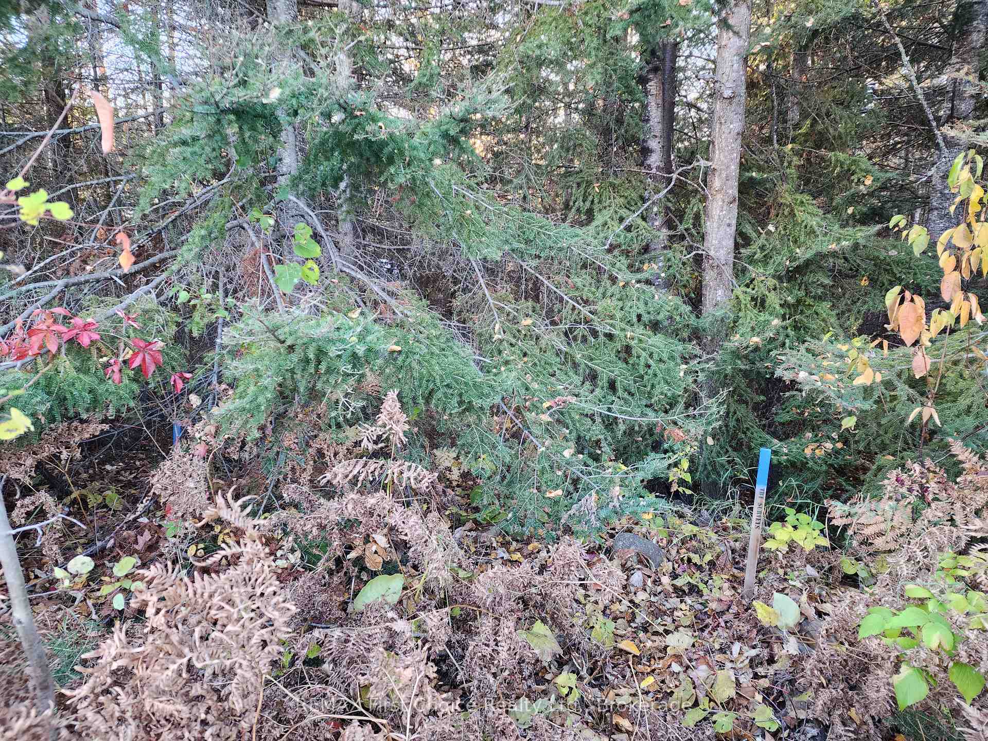 Photo 4 of 837 Hodder Avenue, Thunder Bay, Current River — HOMEH