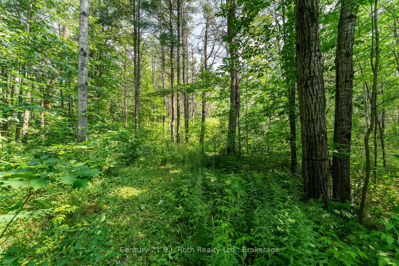 Photo 8 of 1140 Sam Cook Road, Gravenhurst, Ryde — HOMEH