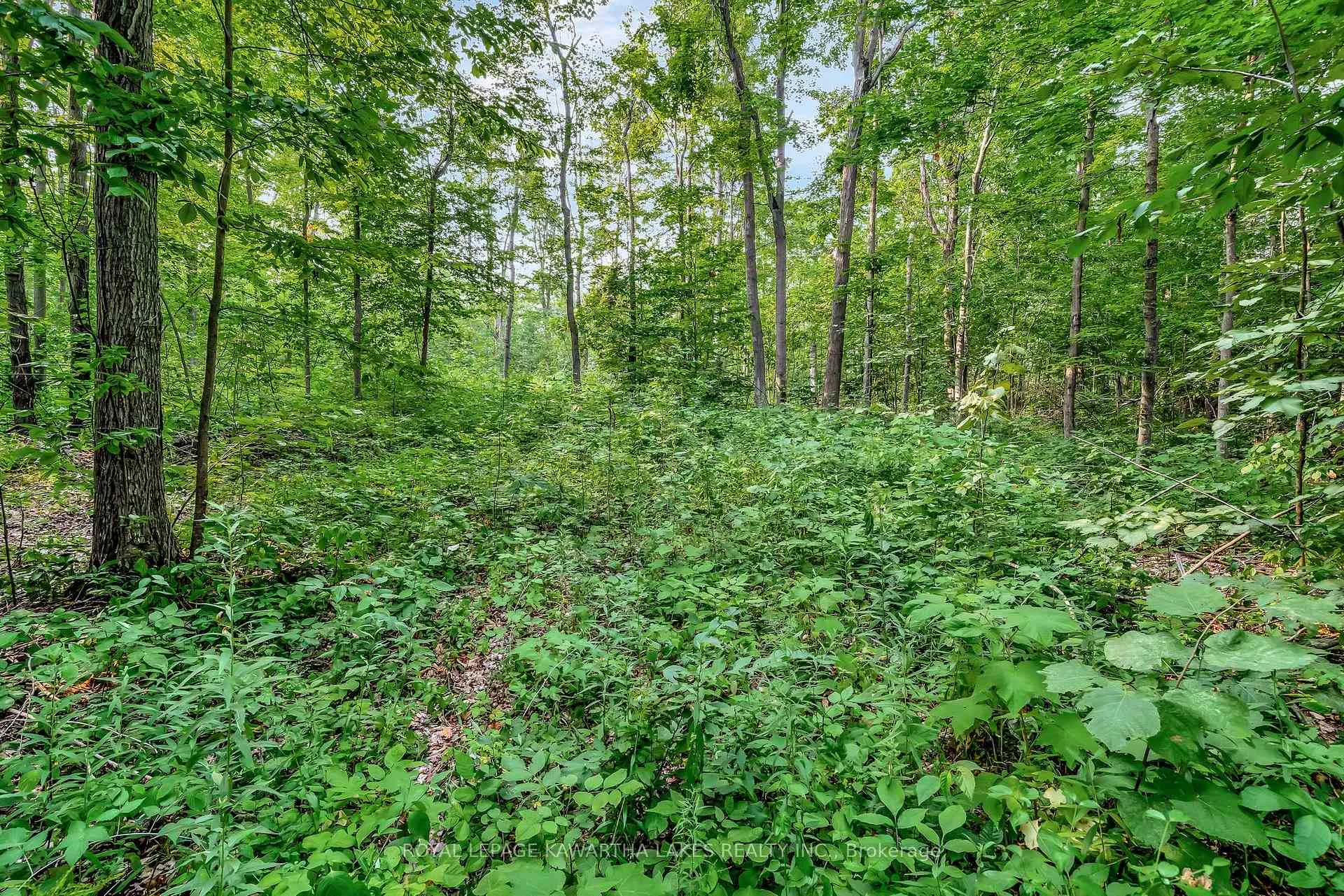Photo 13 of Cottingham Road, Kawartha Lakes, Emily — HOMEH