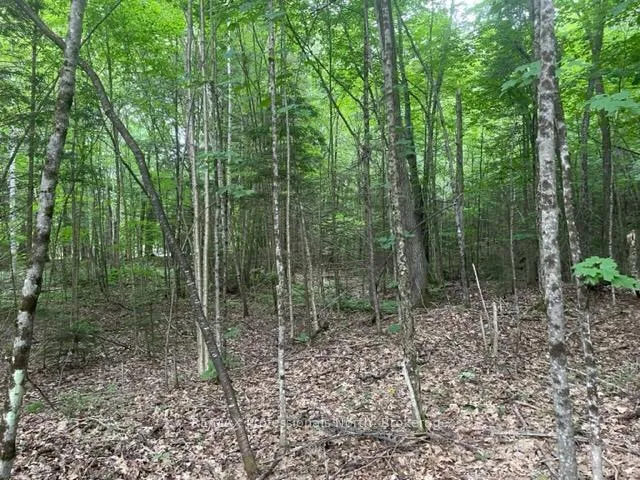 Photo 3 of Big Hawk Lake Road, Algonquin Highlands, Stanhope — HOMEH