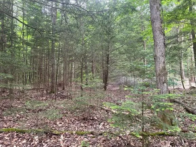Photo 8 of Big Hawk Lake Road, Algonquin Highlands, Stanhope — HOMEH