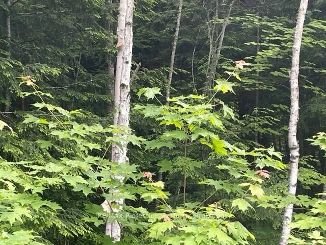 Photo 9 of Big Hawk Lake Road, Algonquin Highlands, Stanhope — HOMEH